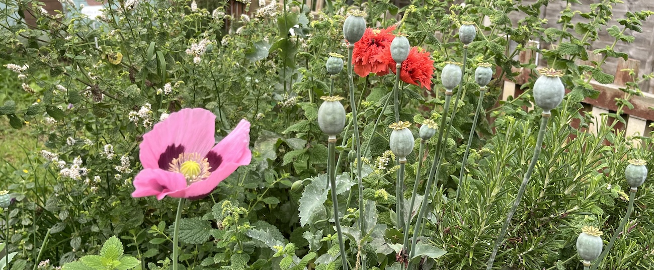 Wildflowers in an allotment in Wakefield