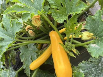 A Summer Squash being grown in Wakefield community allotments