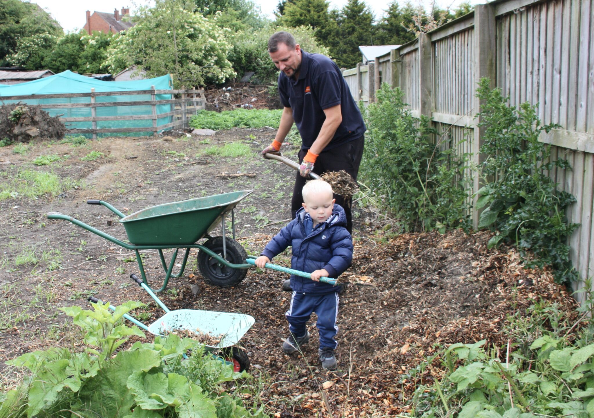A man and small child shovel compost in an allotment